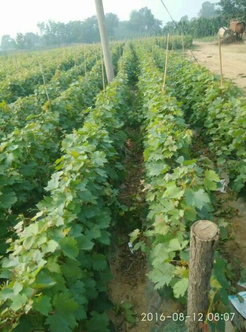 夏黑葡萄苗80~110cm2年