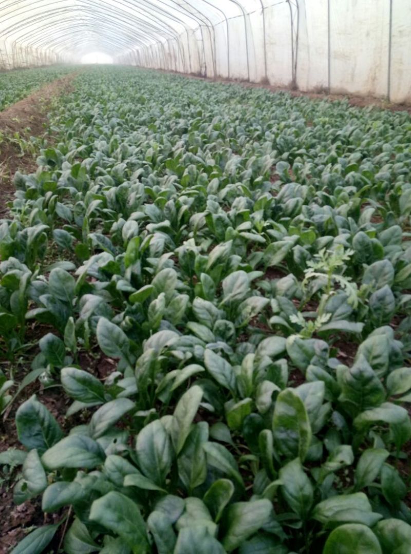 大叶菠菜20~25厘米