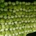 大白菜4~6斤净菜