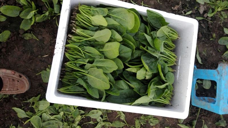 大叶菠菜25~30厘米