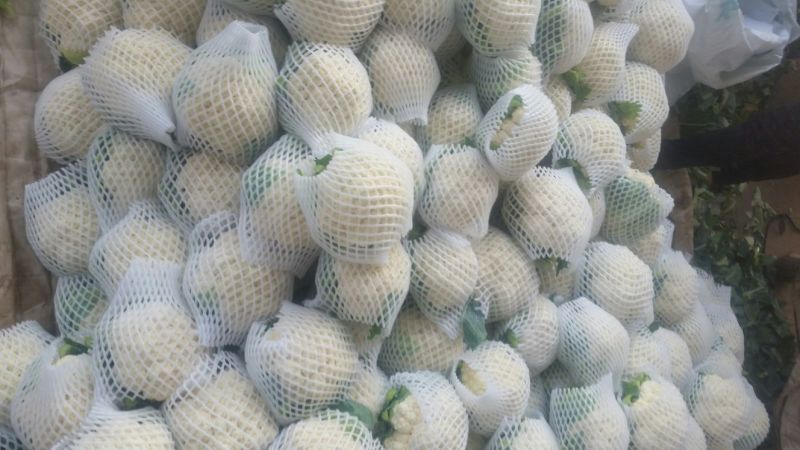 白花菜花1斤紧密乳白