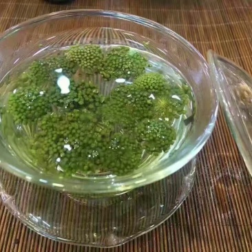 三七花无柄