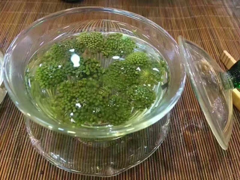 三七花无柄