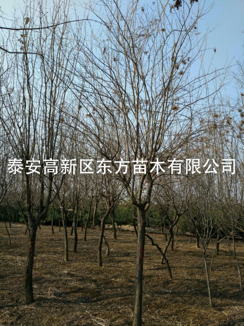 暴马丁香10~12cm8~10cm3.5~4米