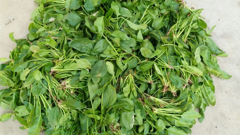 越冬菠菜15~20厘米
