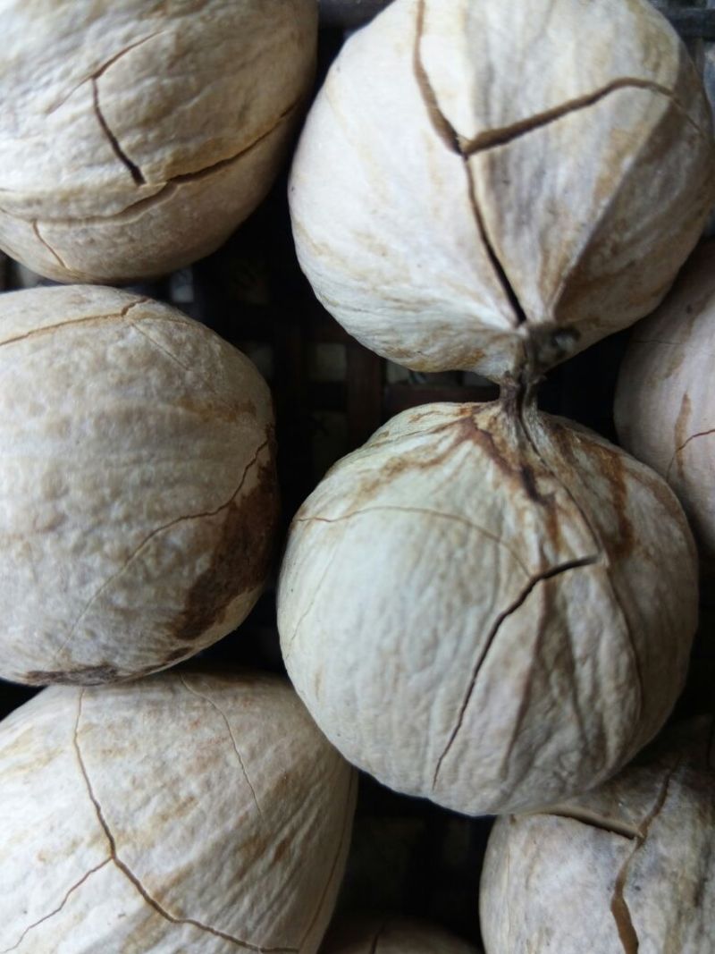 野生核桃去皮干