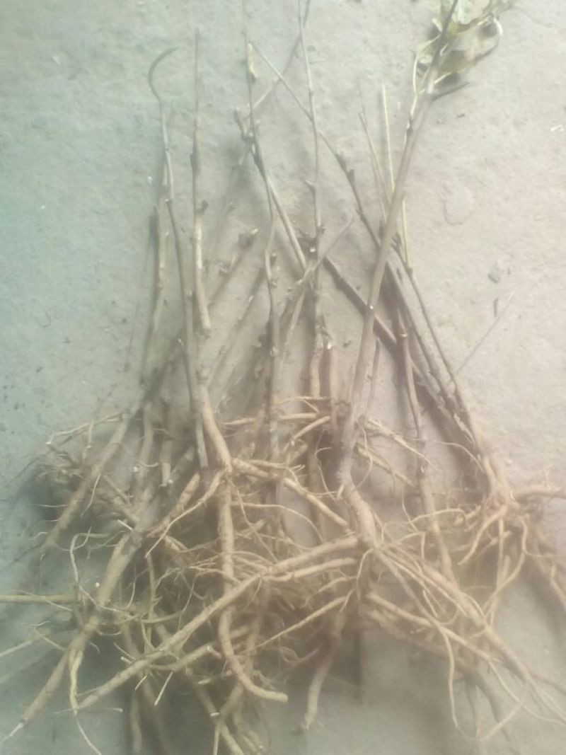油牡丹苗20~30cm