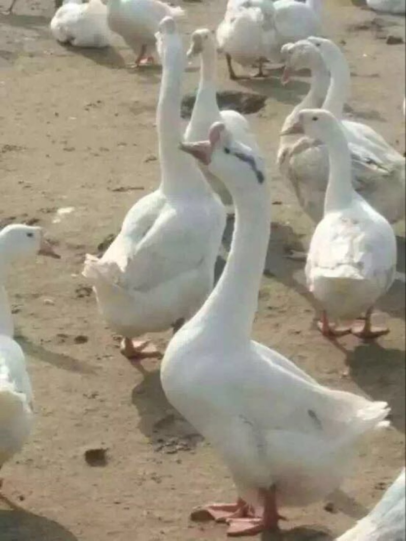 皖西白鹅苗