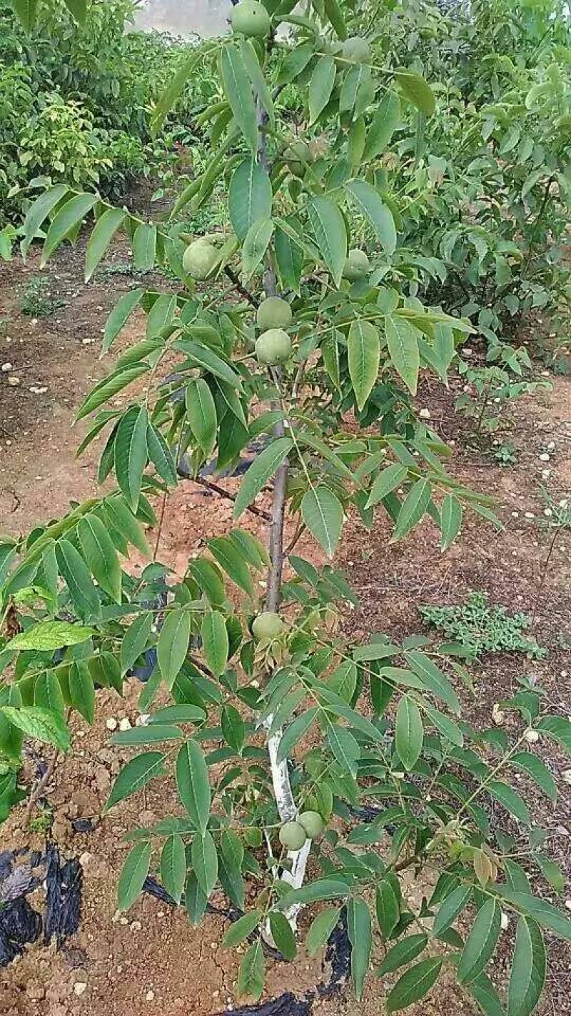 香玲核桃去皮干