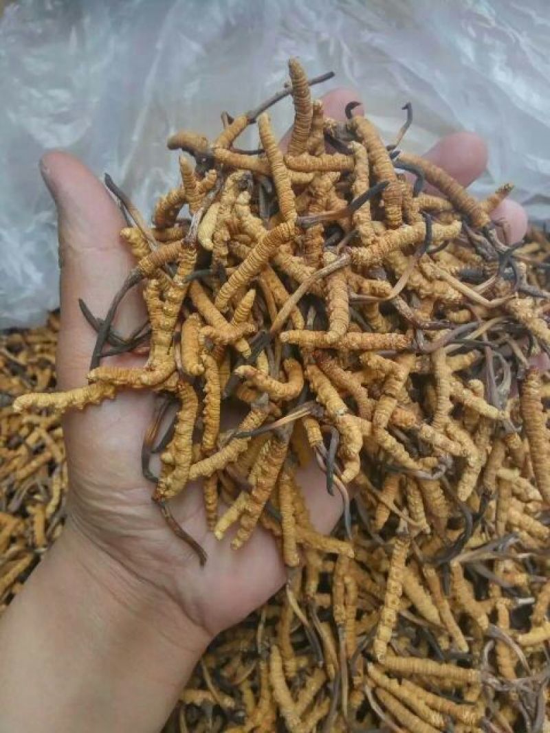 冬虫夏草散装