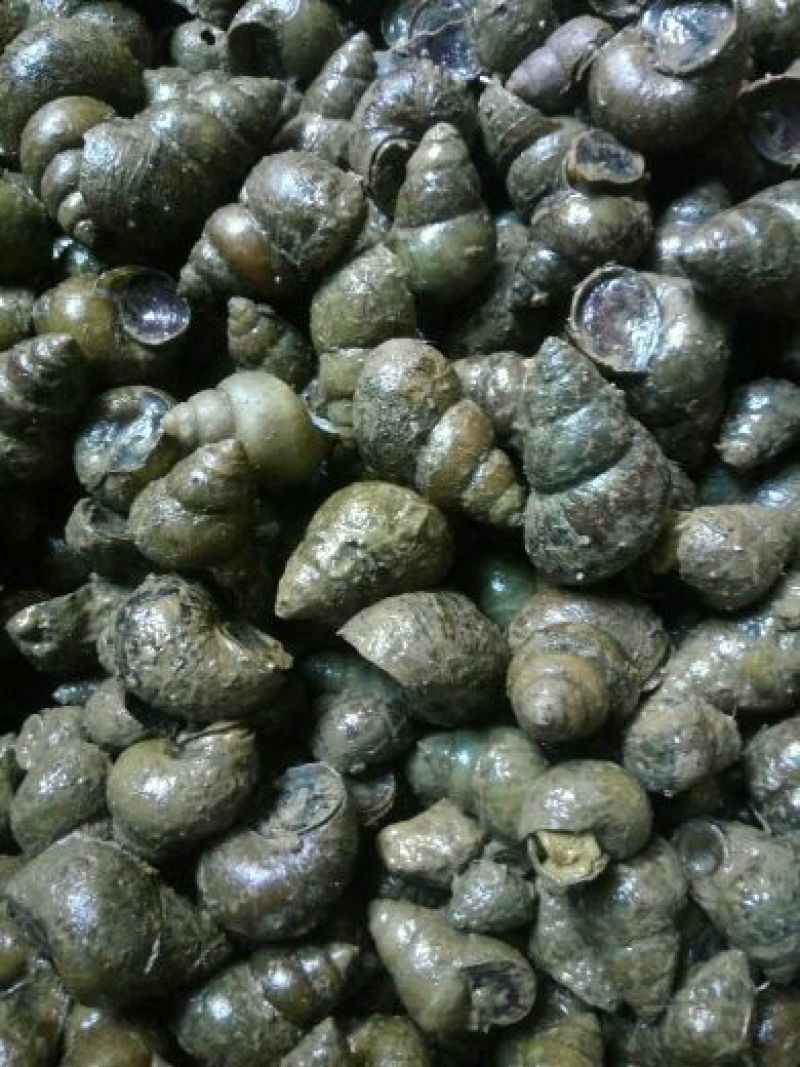 螺蛳食用鲜活