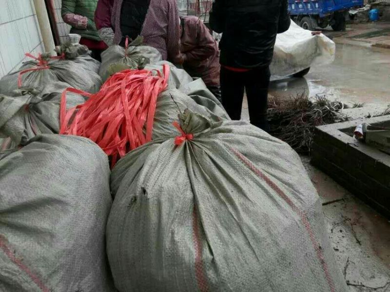 户太八号葡萄苗保纯度保成活率死苗补发