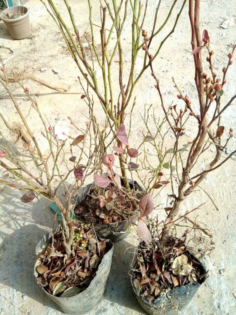 蓝莓苗30~50cm1~2年