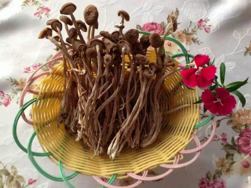 茶树菇10cm