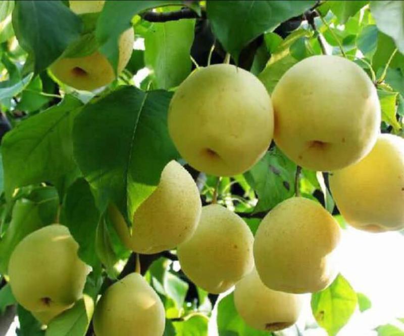 皇冠梨树苗品种纯正，高产口感酥脆保湿发货。