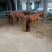 肉马300~400kg