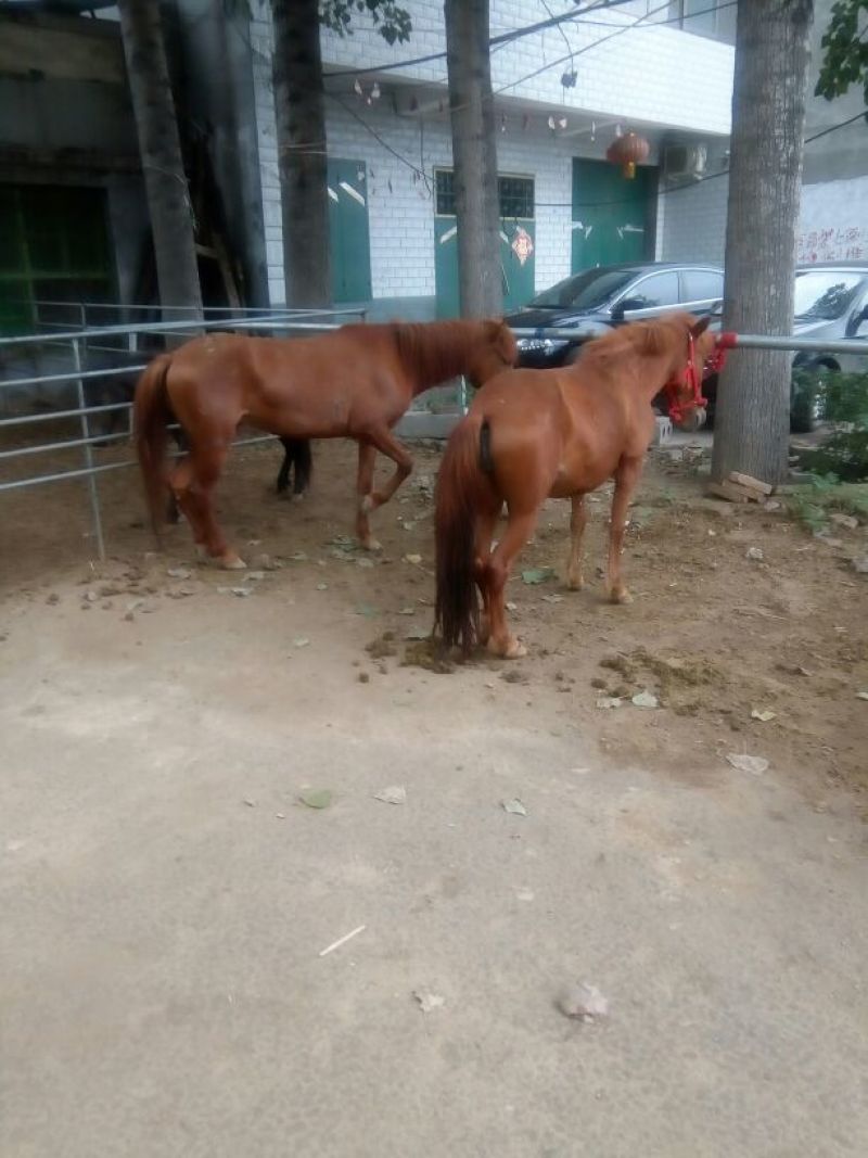 肉马300~400kg