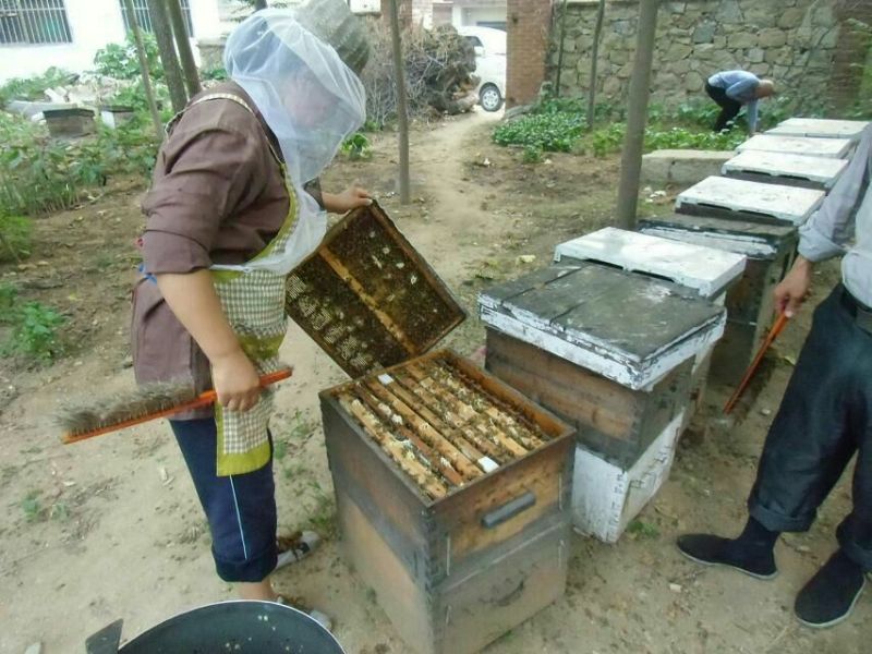 泰山千亩槐林原生态成熟槐花蜜1斤