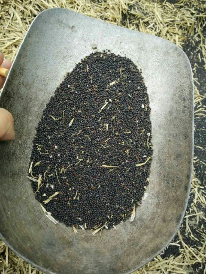 菜油一级