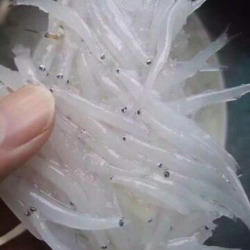 银鱼干