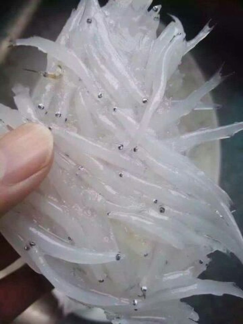 银鱼干