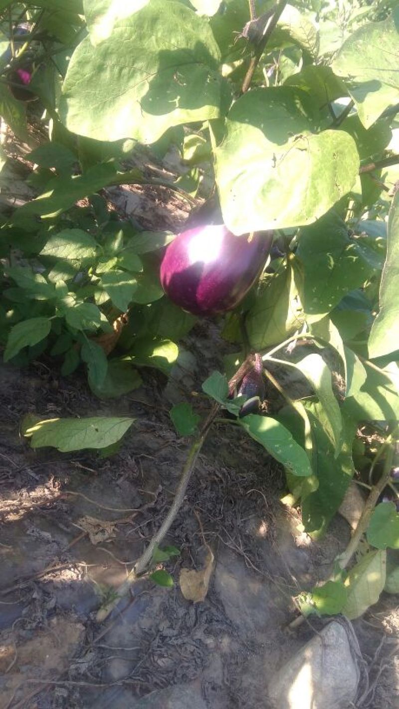 茄子一斤以上椭圆形长茄，个大果亮，物美价廉