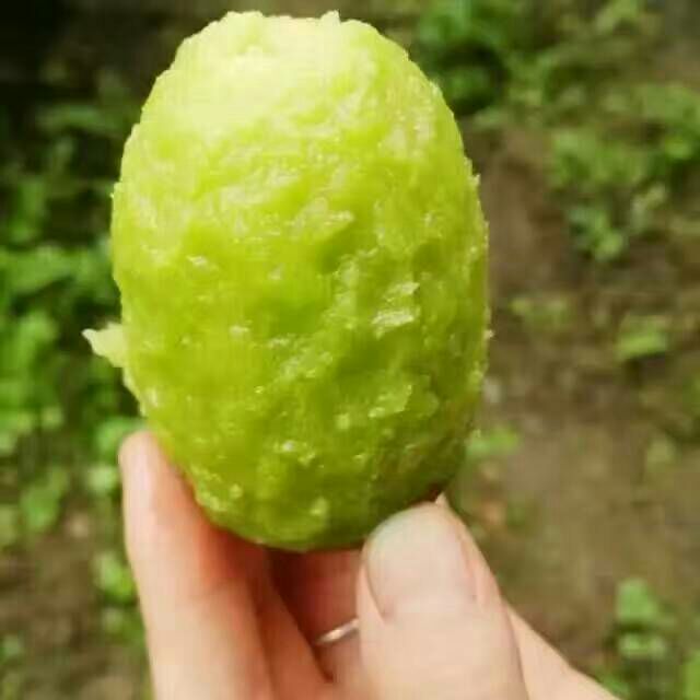 陕西西安市周至县翠香猕猴桃 100克以上批发_