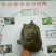 鳖1~1.5斤纯生态甲鱼