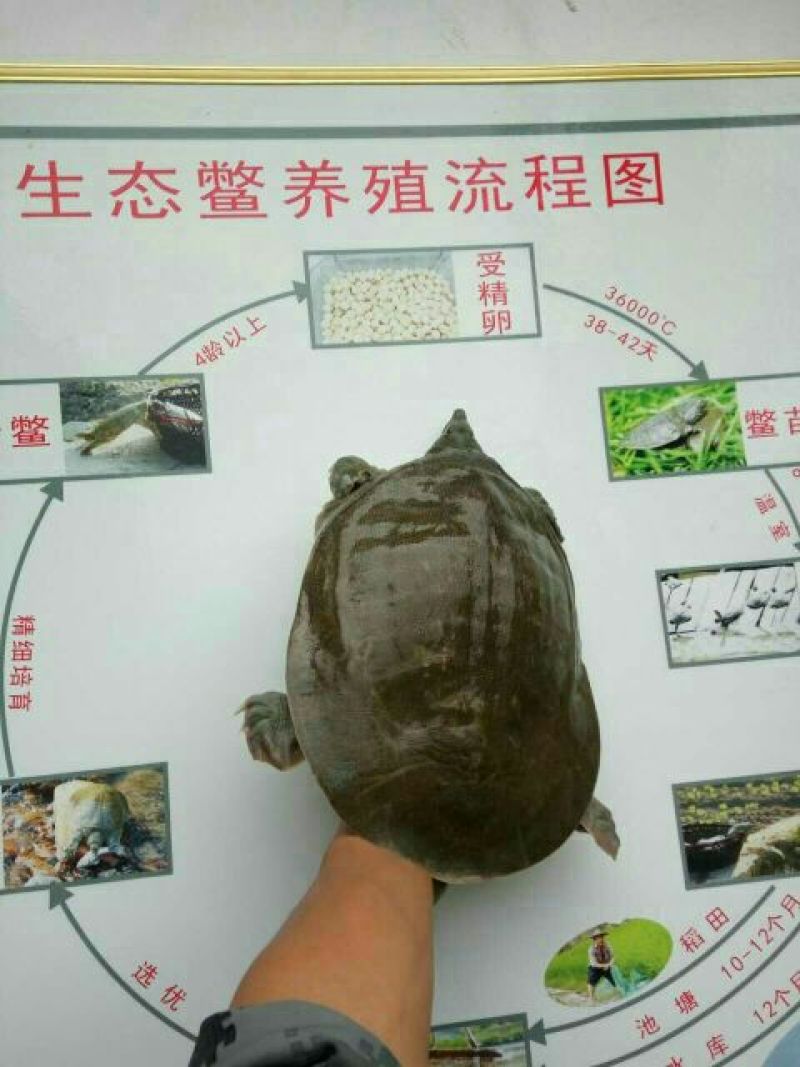 鳖1~1.5斤纯生态甲鱼