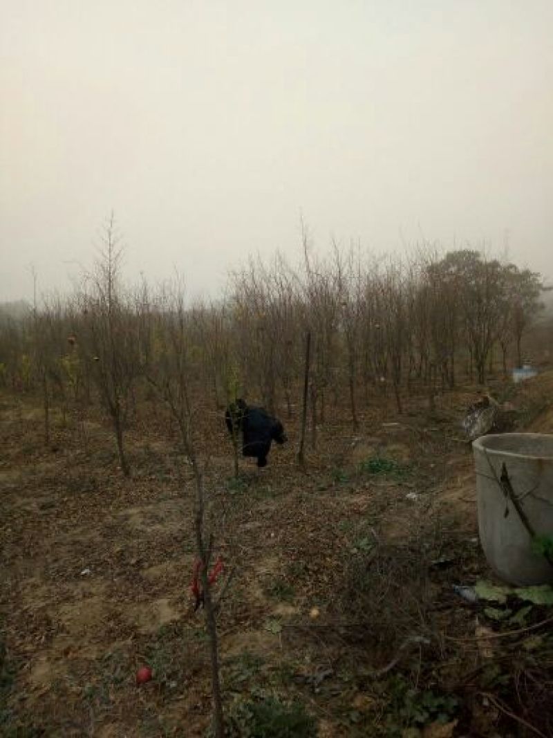 突尼斯软籽石榴树苗80cm以上