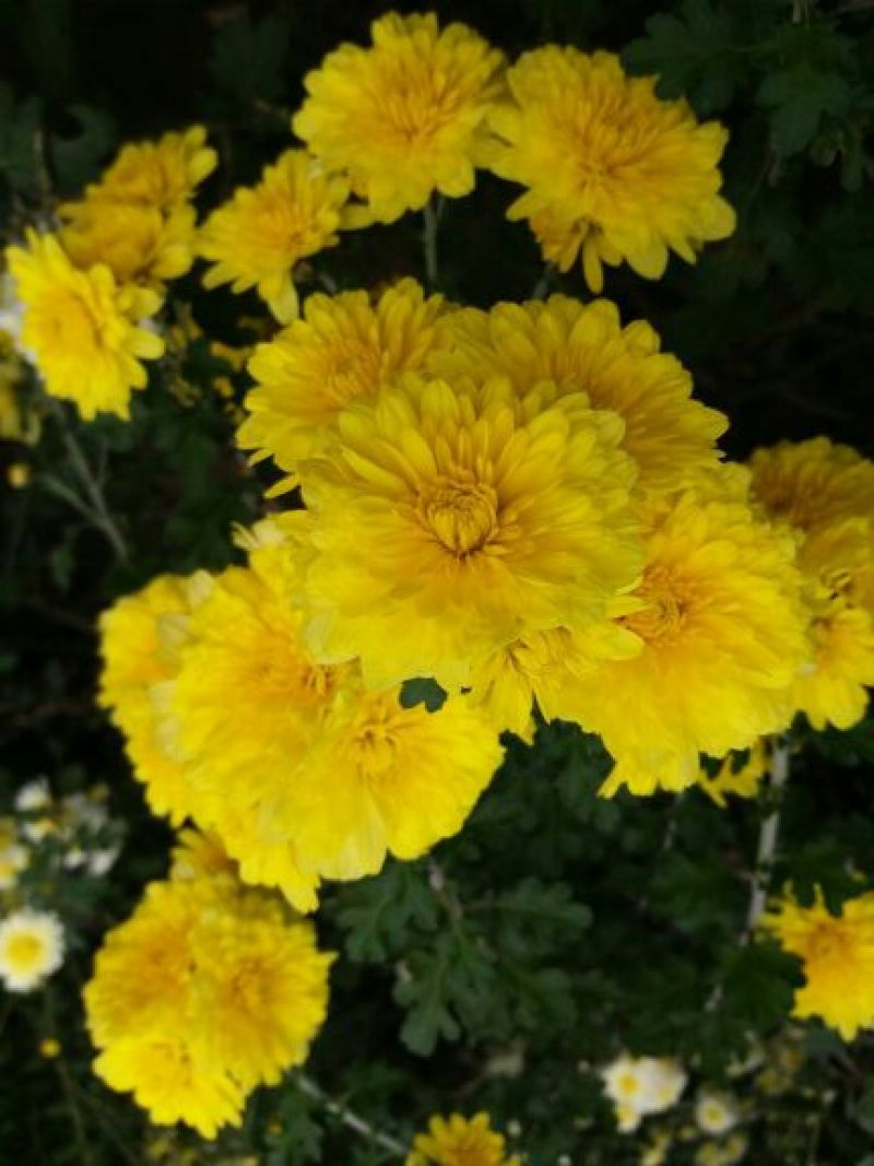 怀菊花散装