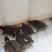 鳖