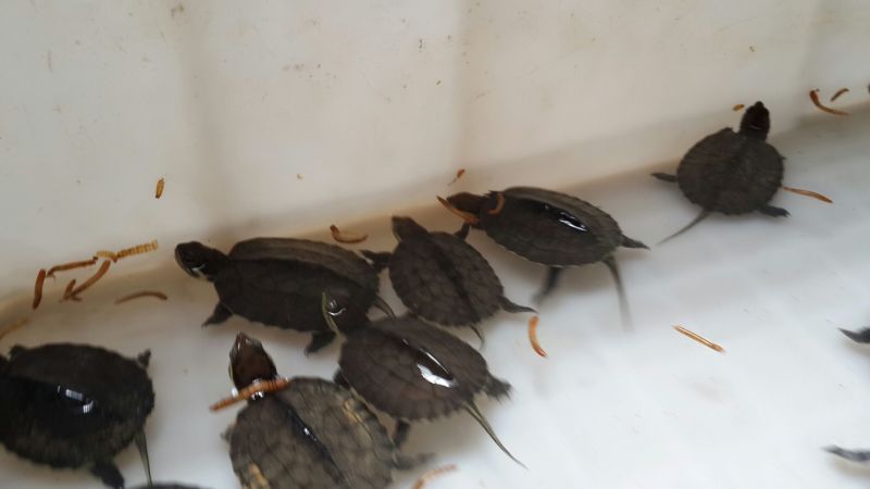 鳖