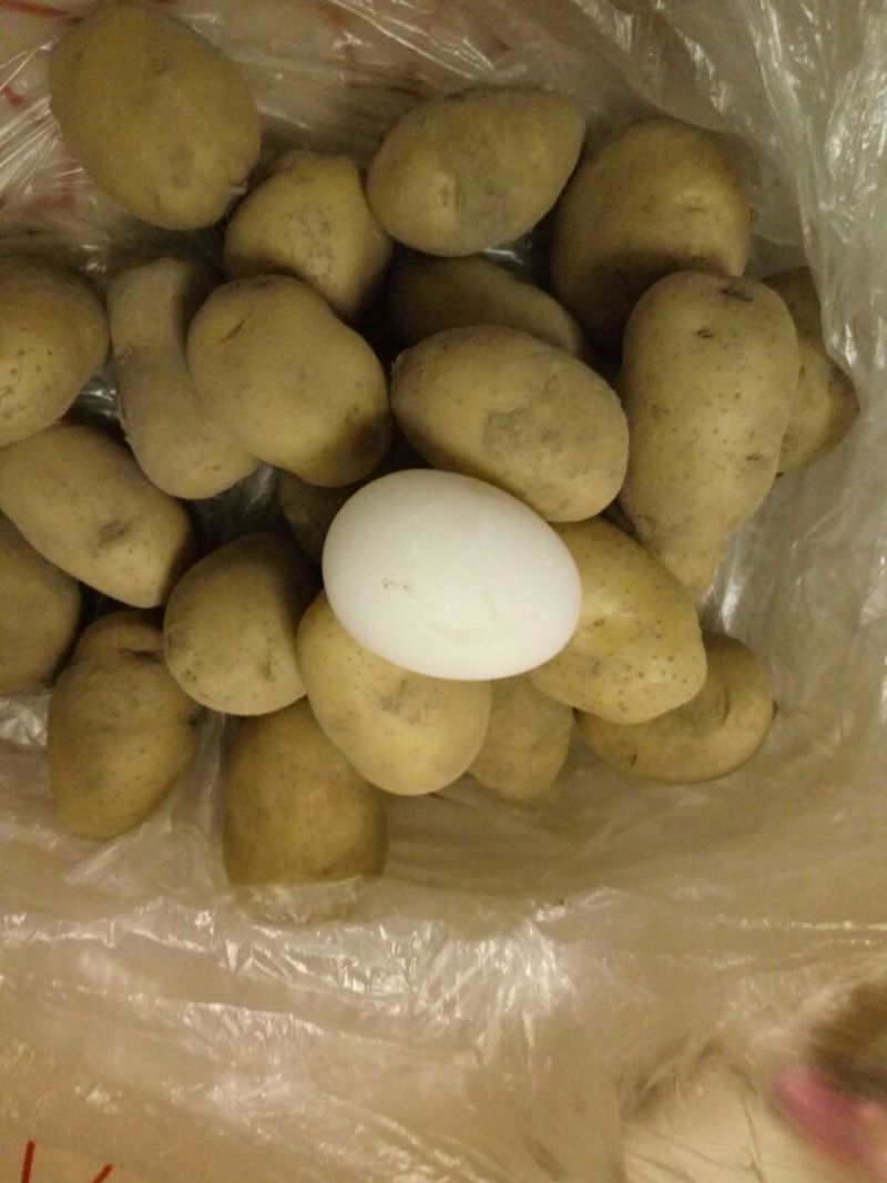 荷兰十五黄心黄心小土豆1两以下，油炸专用小土豆
