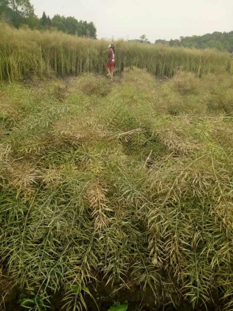 菜油