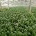 黑叶菠菜20~25厘米