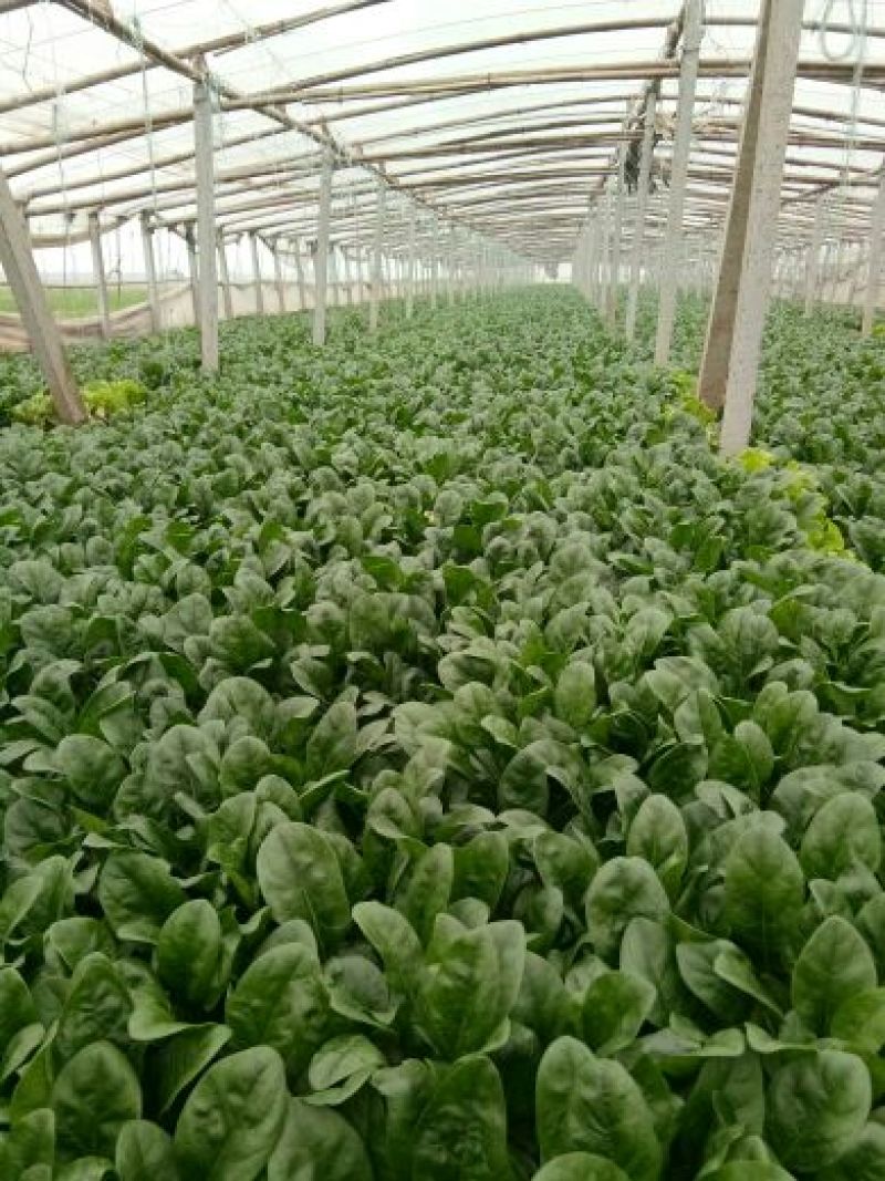 黑叶菠菜20~25厘米