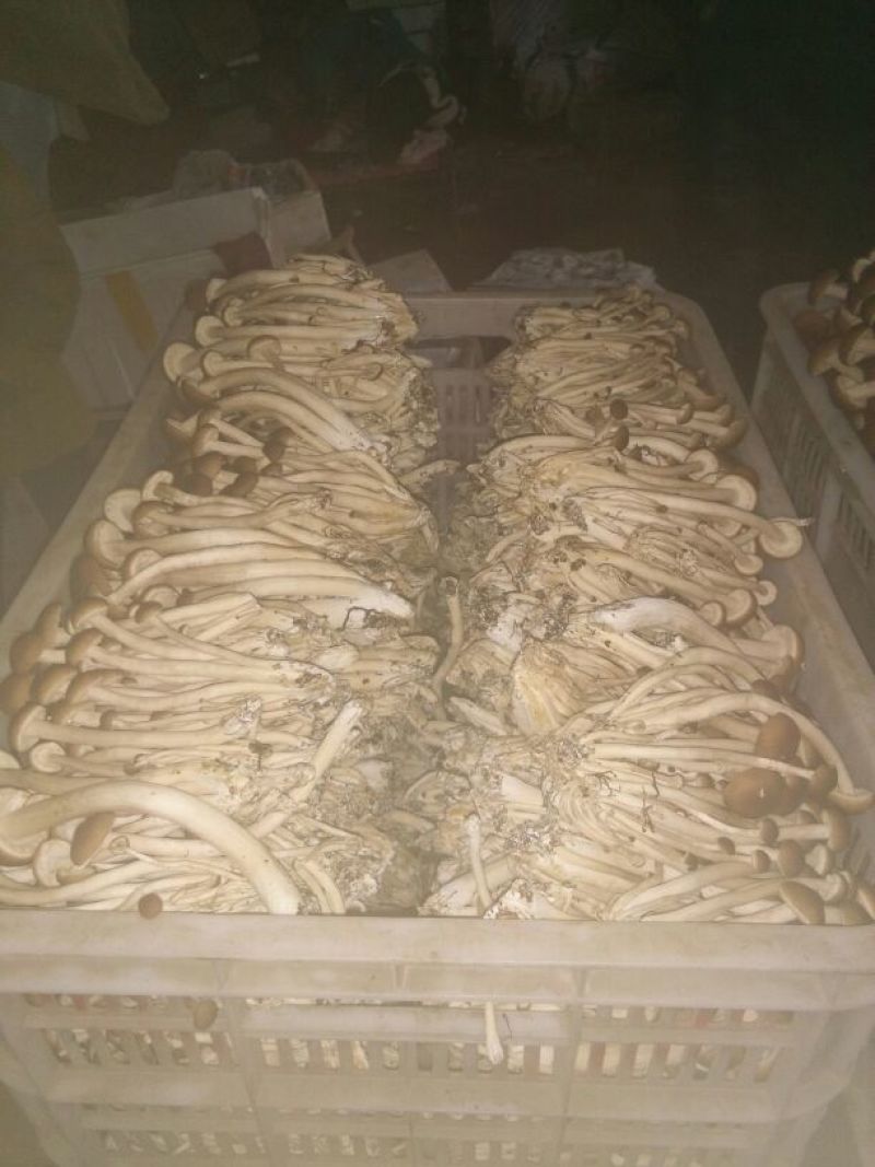 鲜茶树菇