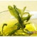 枸杞叶茶一级