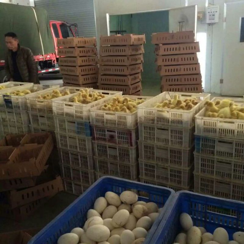 狮头鹅苗250g