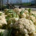 湖北省天门市小白花菜。口感好品质保证基地直发