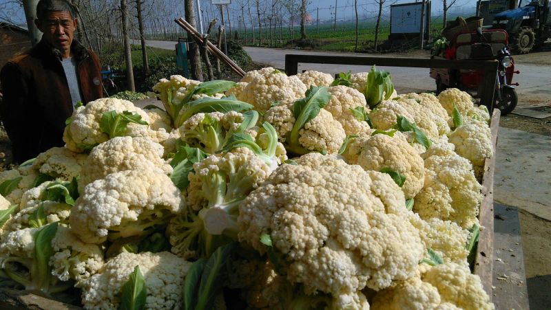 湖北省天门市小白花菜。口感好品质保证基地直发
