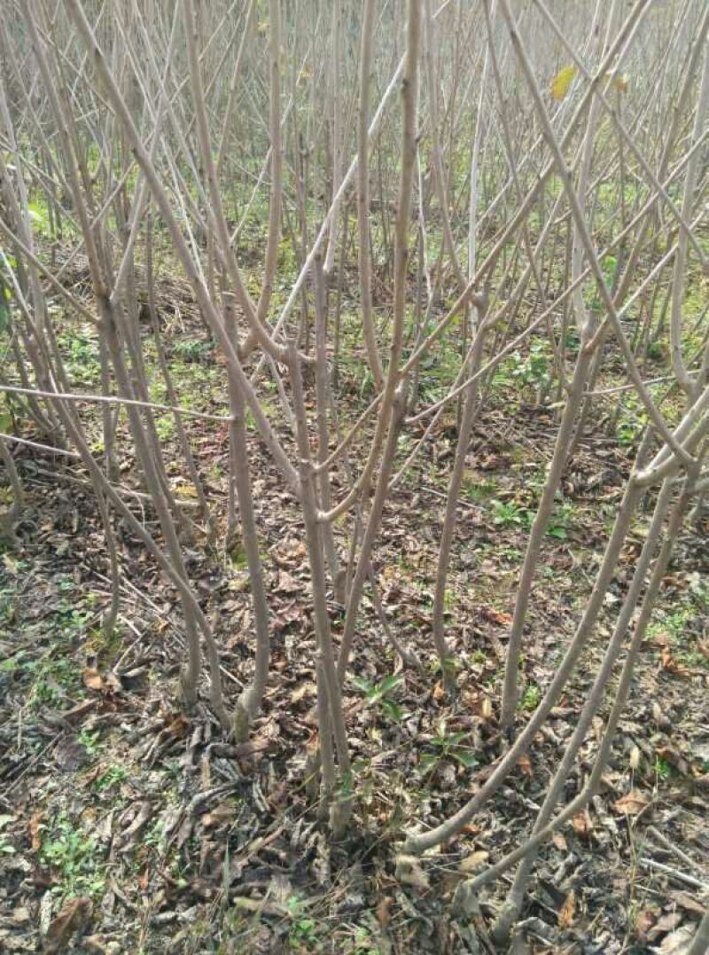 樱桃树苗2年50~80cm