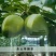 早酥梨550~600g筐装