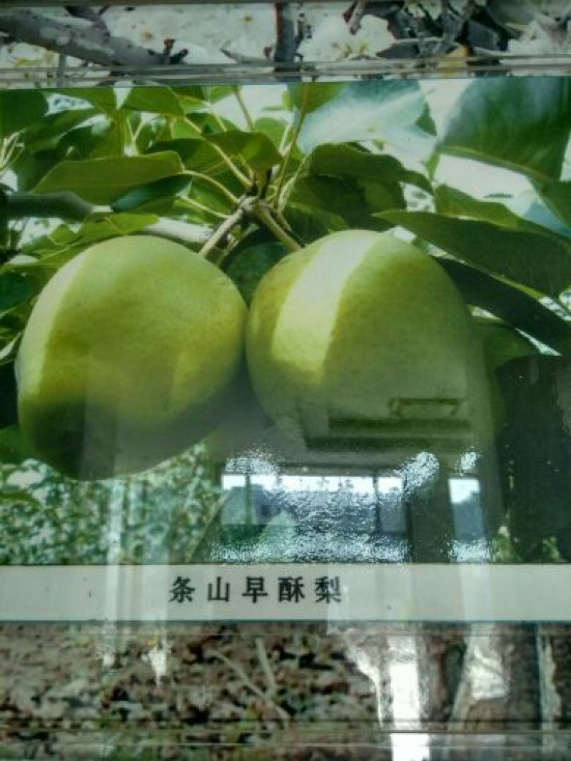 早酥梨550~600g筐装