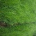侧柏苗120cm以上
