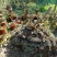 映山红5~10cm