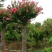 红花紫薇2~4cm1.5~2米1~2米