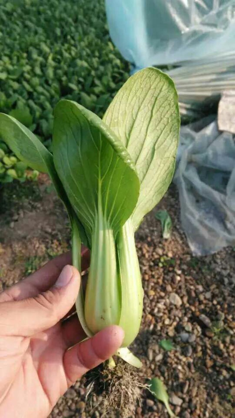 上海青8~10cm