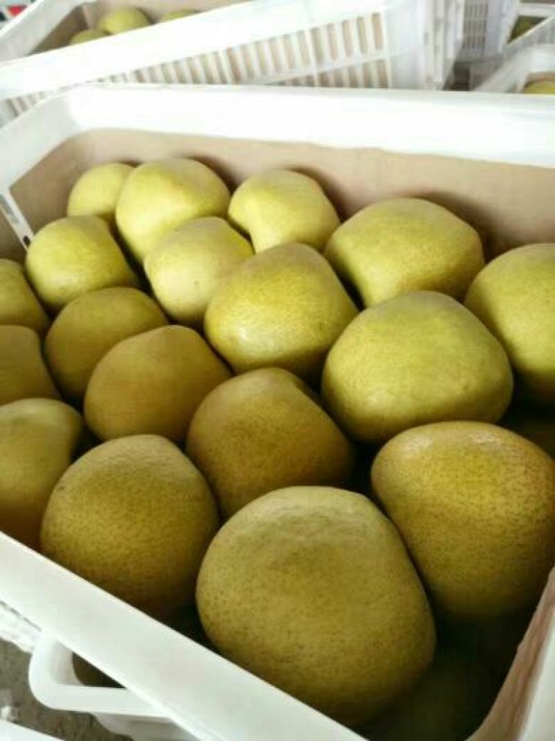 砀山梨200~250g光果